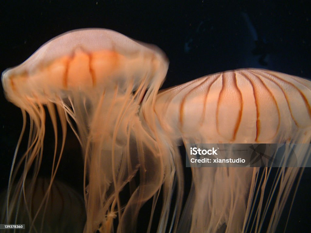 Orange Jellyfish 1 Jellyfish found at The Boston Aquarium Horizontal Stock Photo