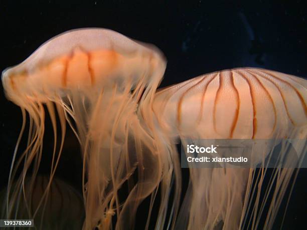 Orange Jellyfish 1 Stock Photo - Download Image Now - Horizontal, Jellyfish, Mid-Air