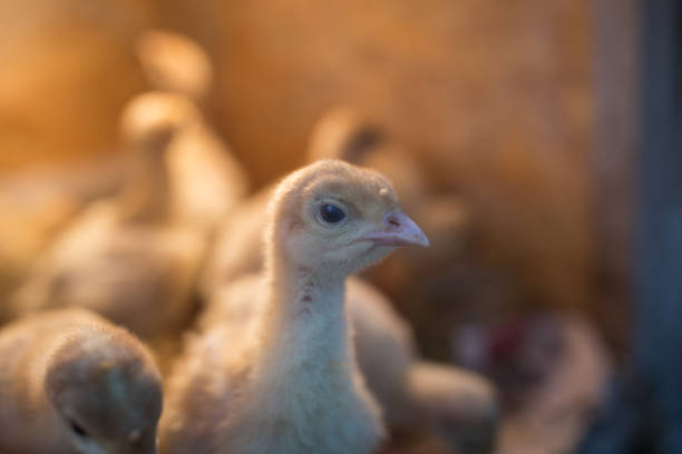 Yellow turkeys in a box with a bright light bulb