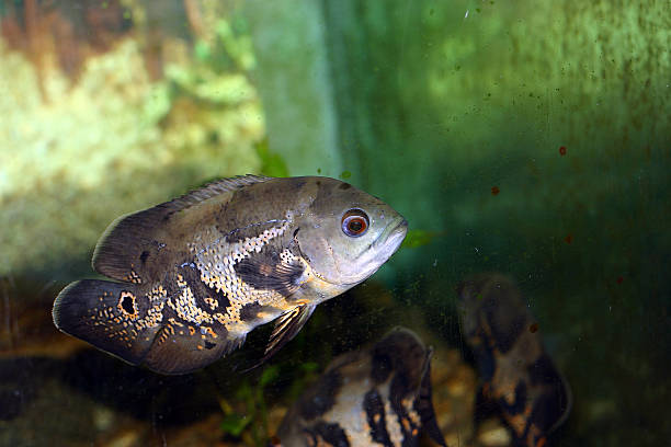 Poissons colorés dans un débardeur - Photo