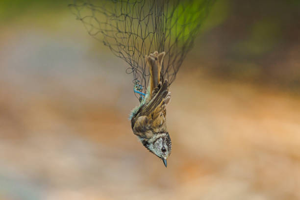 istock Crested tit on blurred background. Small bright bird is entangled in net. Ornithology. Bird study. Protection of Nature. Ecological problems 1393785521