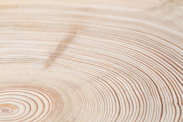 Abstract blurred background of cross slice of natural wood with annual rings. Selective focus. Abstract natural textured blurred background. Cross slice of natural wood. Wood annual rings texture. Close up. Macro shot. Selective focus. Soft focus. wood log close up stock pictures, royalty-free photos & images