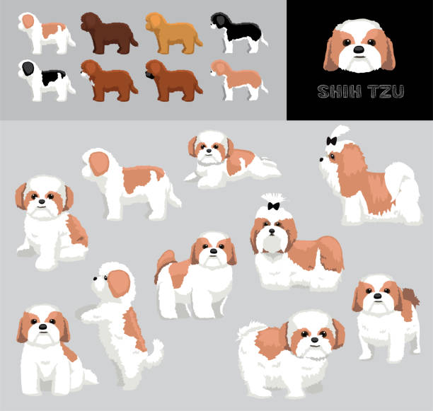 개 shih tzu 만화 벡터 일러스트 레이 션 색상 변형 세트 - young animal characters clothing coat stock illustrations