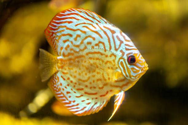 Yellow Gold discus fish Yellow Gold discus fish discus fish symphysodon stock pictures, royalty-free photos & images