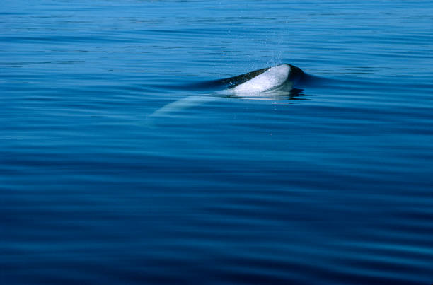 belugawal - beluga whale stock-fotos und bilder