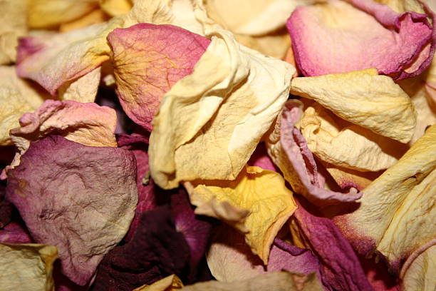 istock Close up of some dry flowers 139378735