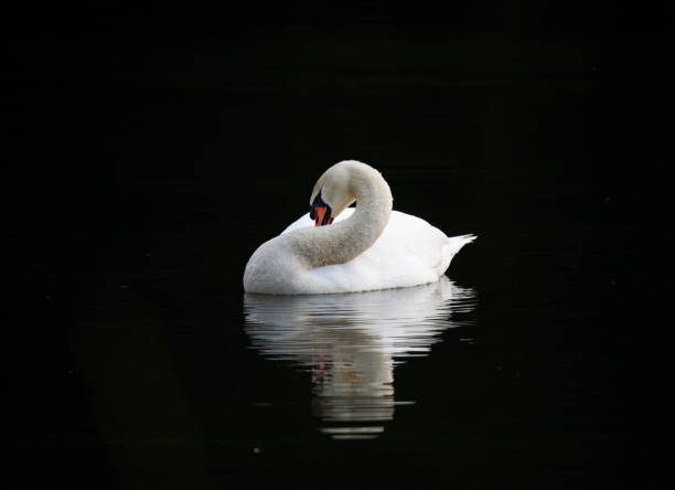 istock Mute swan down on the lake 1393787976