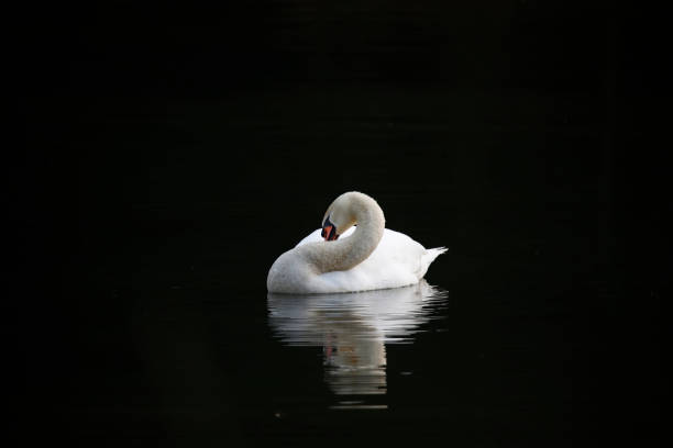 istock Mute swan down on the lake 1393787983