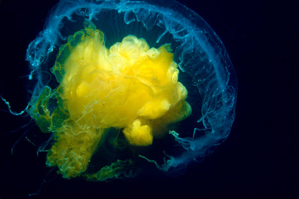 istock Jellyfish swimming underwater 1393788001