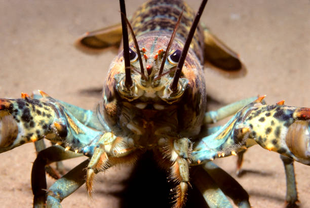 istock Northern Lobster 1393788141