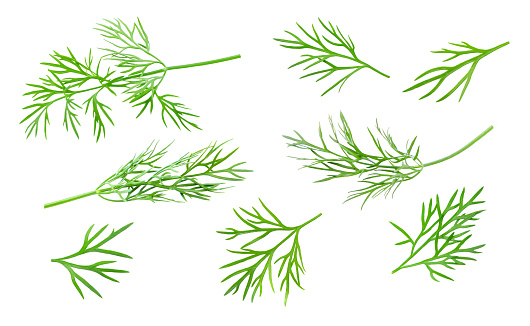 Green dill branches isolated on white background
