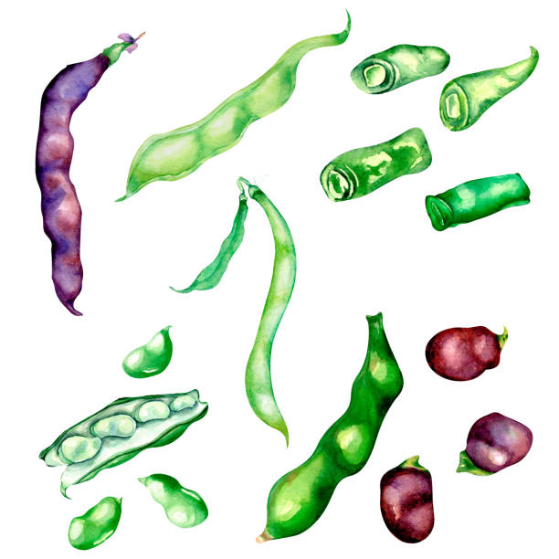 Red, green beans, haricot watercolor illustration isolated Set of black string beans, green haricot watercolor illustration isolated. Violet beans pod, Black Eyed peas, legume, seed, vegetable, . Hand painted for design menu, wrapping, ingredients of dishes, recipe organic red cowpea beans stock illustrations