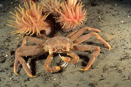 Snow Crab underwater in the St. Lawrence estuary in canada