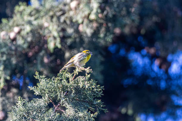 European Serin perched on a tree branch The Serin cini is the smallest of the European finches. It has a large head with a thick beak, a fairly compact body and a rather short tail. serin stock pictures, royalty-free photos & images