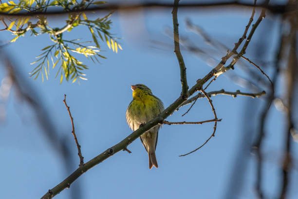istock European Serin perched on a tree branch 1393788562
