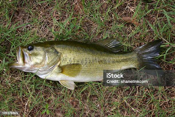 Bass Im Gras Stockfoto und mehr Bilder von Forellenbarsch - Forellenbarsch, Schwarzbarsch, Argwohn