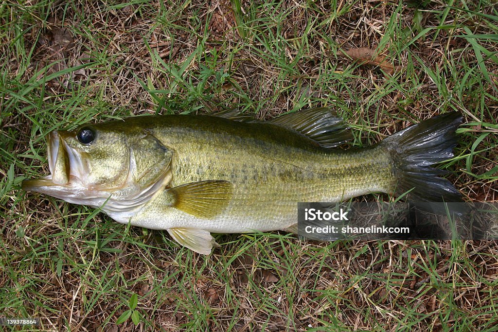 Bass In erba - Foto stock royalty-free di Boccalino