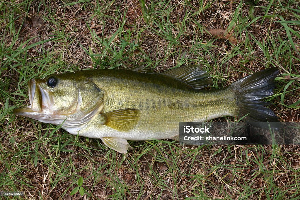 Bass em relva - Royalty-free Achigã Foto de stock