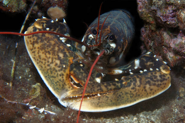 istock close-up of a lobster underwater. 1393788707