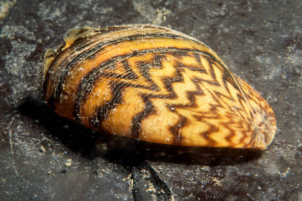 Zebra mussels are an invasive species