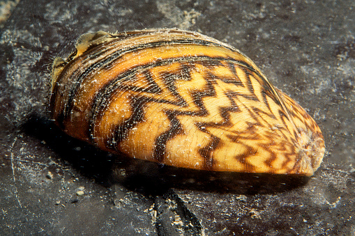 Zebra mussels has been accidentally introduced to numerous areas including the St. Lawrence River.