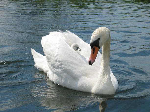 istock swan with baby 139378966