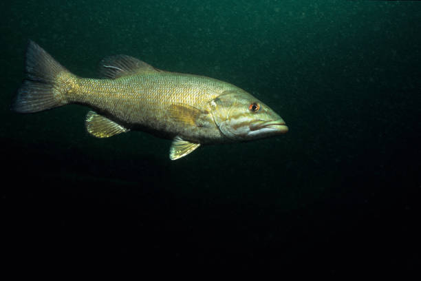 smallmouth bass - smallmouth bass fotos fotografías e imágenes de stock