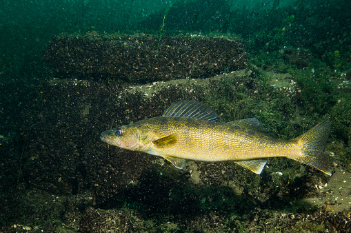 Walleye fish underwater in the St-Lawrence River