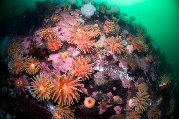 istock Underwater seascape and sea anemone 1393790051