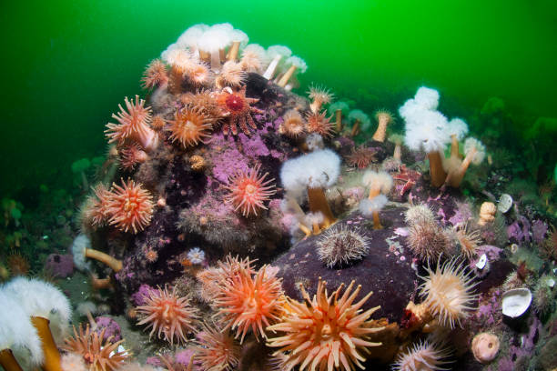 istock Underwater seascape and sea anemone 1393790061