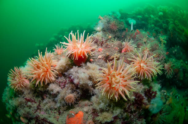 istock Underwater seascape and sea anemone 1393790110