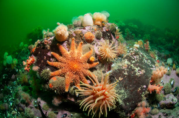 istock Colorful Spiny Sun Star 1393790113