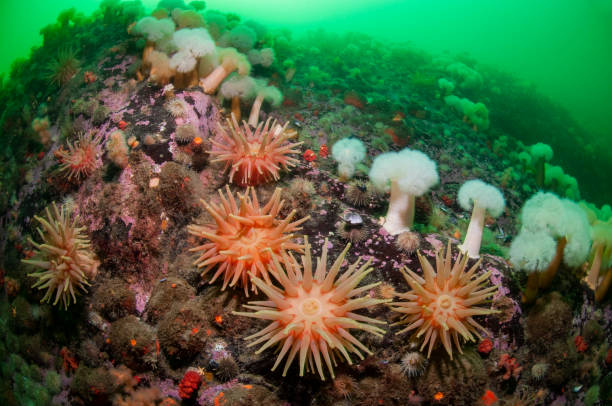 istock Underwater seascape and sea anemone 1393790114