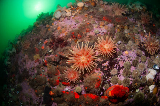 istock Underwater seascape and sea anemone 1393790118