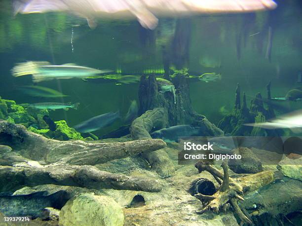 Fiumi Inferiore - Fotografie stock e altre immagini di Fiume - Fiume, Pesce, Lutjanidae