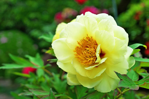 istock Flower of the peony 1393792898