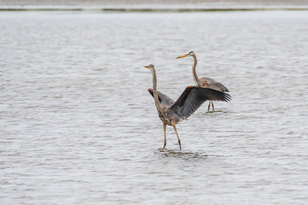 istock Great blue heron in water 1393793056