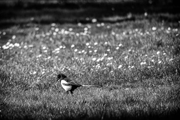 Magpie on the grass covered with flowers in B&W