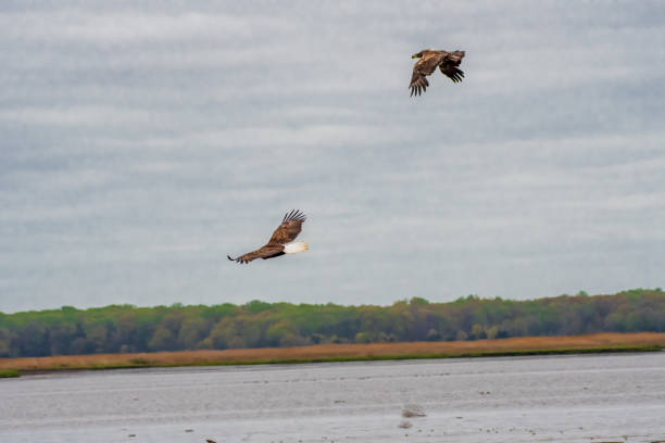 istock Pair of eagles in flight over water 1393793225