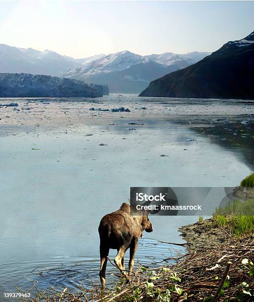 Alaska - Fotografie stock e altre immagini di Acqua - Acqua, Alaska - Stato USA, Alce