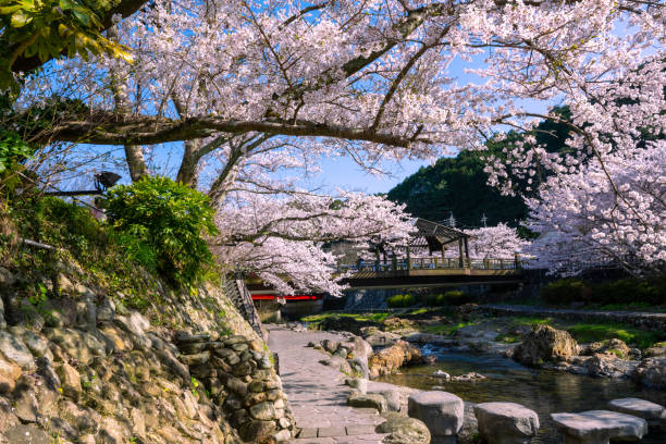 istock Nagato Yumoto Onsen in spring when cherry blossoms bloom 1393794652