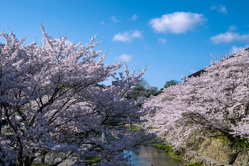 Scenery of Nagato Yumoto Onsen in spring when cherry blossoms bloom Yamaguchi Prefecture Japan