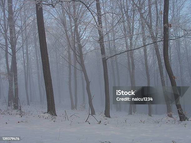 Alberi Innevati - Fotografie stock e altre immagini di Albero - Albero, Ambientazione esterna, Bianco