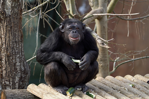 Smiling chimpanzee eating squash.