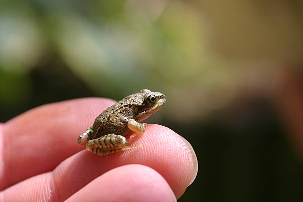 istock Baby frog in hand 139379628