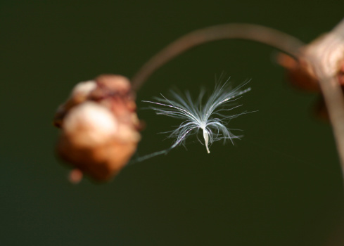 A White flying seed, caught in a bit of spiders web on a withered flower