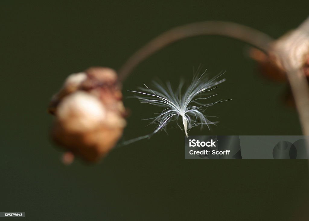 Flying seed A White flying seed, caught in a bit of spiders web on a withered flower Feather Stock Photo