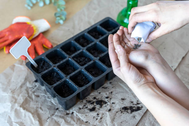 mom's hand pours seeds into the boy's palm to plant them stock photo