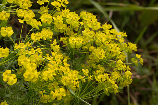 yellow flowers in the grass during spring