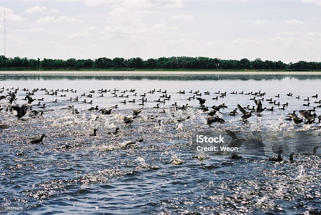 Ducks prendere il volo - Foto stock royalty-free di Acquitrino di torbiera